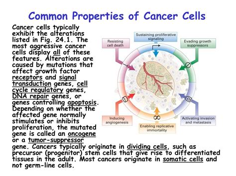 Ppt Chap 24 Cancer Powerpoint Presentation Free Download Id6360078