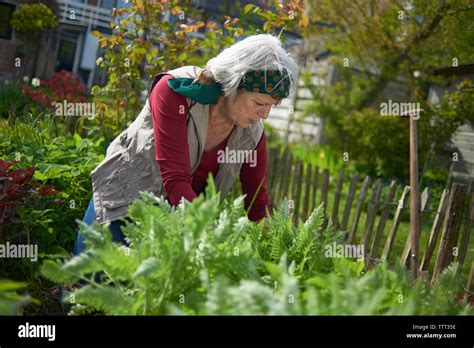 Old Woman Gardening Stock Photos And Old Woman Gardening Stock Images Alamy