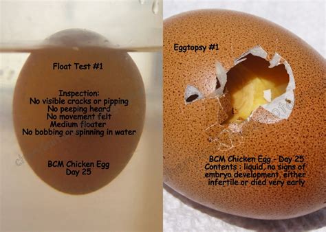 Float Testing Checking Egg Viability For Late Or Overdue Hatching