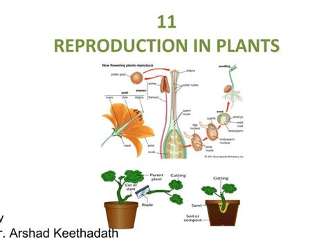 7 12 Reproduction In Plants Part 1