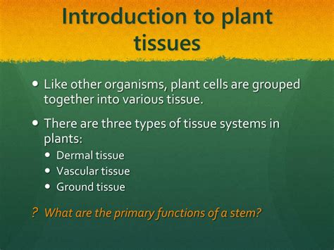 Ppt Plant Tissue Systems Powerpoint Presentation Free Download Id