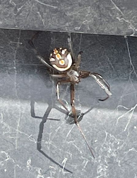 Brown Widow Spider Project Noah