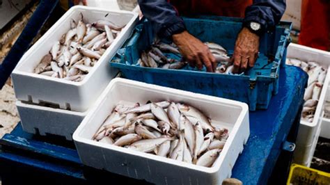 Scatta Il Fermo Pesca In Italia Quando E Quali Zone Coinvolge