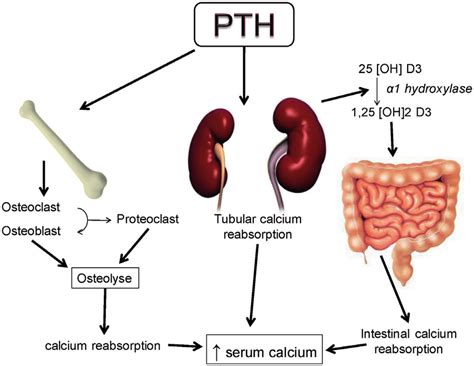 Mechanisms Of Action Of Parathyroid Hormone Download Scientific Diagram