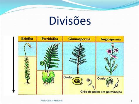 Ppt Reino Plantae Powerpoint Presentation Free Download Id4469722