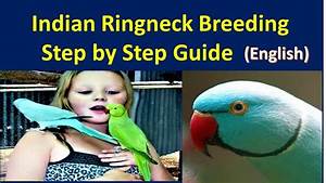 Indian Ringneck Parrots Step By Step Guide English Youtube