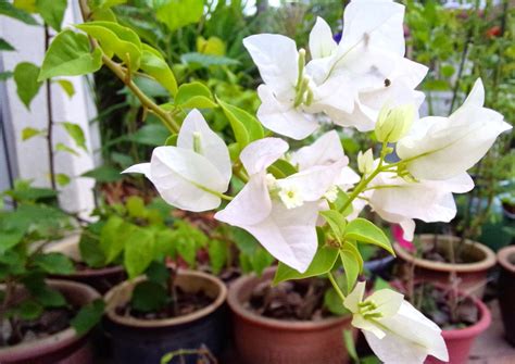 kebun sejemput...: Kontras Bunga Kertas