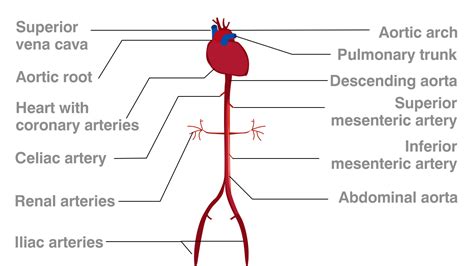 Functions Of The Celiac Artery Explained With A Labeled Diagram Bodytomy