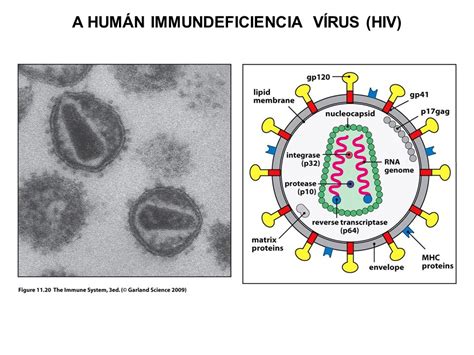 A Hiv FertŐzÉs Immunpathogenezise A HumÁn Immundeficiencia VÍrus Hiv