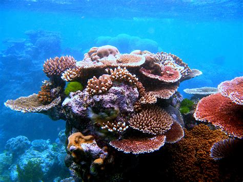 Coral Reefs Eton Natural History Museum