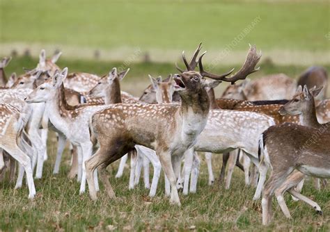 Fallow Deer Stock Image C0097270 Science Photo Library