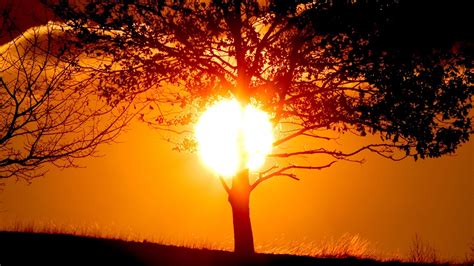Sun Sunlight Trees Nature Silhouette Golden Hour Wallpapers Hd