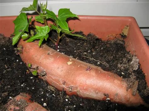 How To Grow Sweet Potatoes From Slips Plant Instructions
