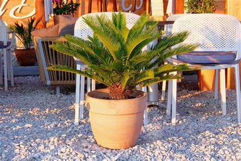 How To Grow And Care For Bonsai Sago Palm Tree Cycas Revoluta Florgeous