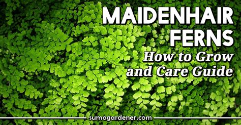 Maidenhair Ferns How To Grow And Care Guide Sumo Gardener