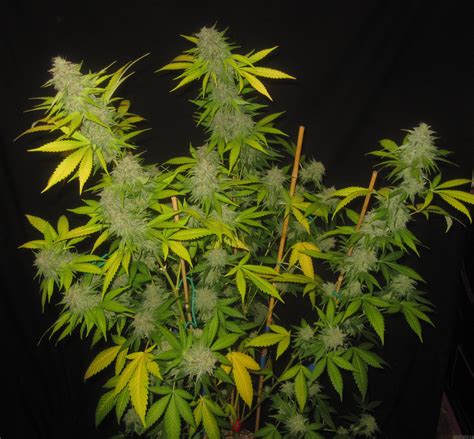 Stream songs including got to have loving, body and soul and more. Chachi (Ronin Garden) :: Cannabis Strain Info