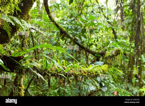 Las Epifitas Helechos Y Musgos Creciendo En Ramas En La Selva