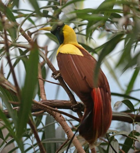Pictures And Information On Red Bird Of Paradise
