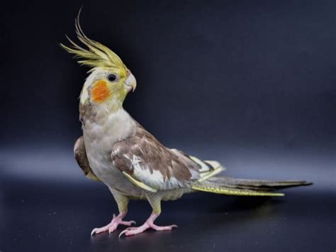 تزاوج طيور الكوكتيل اعرف أكثر الموسوعة الشاملة للطيور