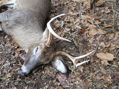 Murph Goes Fishing Found While Fishing Two Dead Deer In Three Days