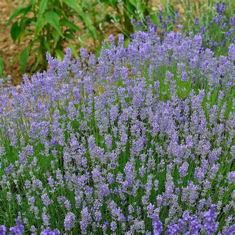 Provence Lavendel Grosso Lavandula X Intermedia Grosso