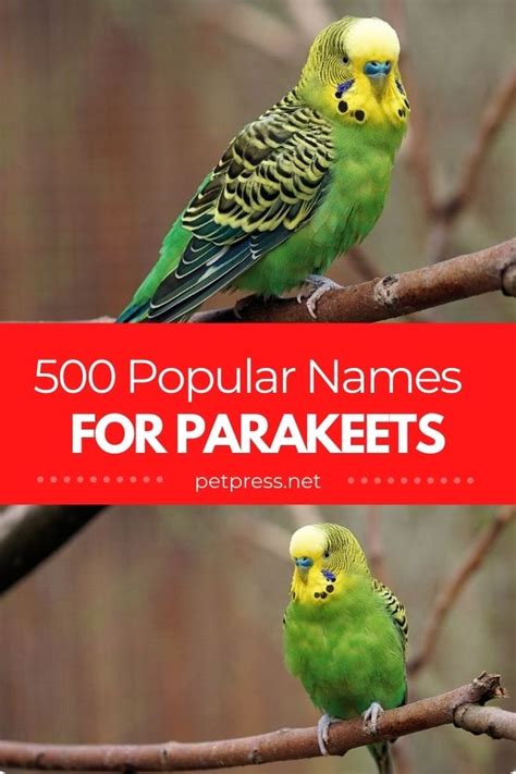 Parakeet Names The 500 Most Popular Names For Parakeets