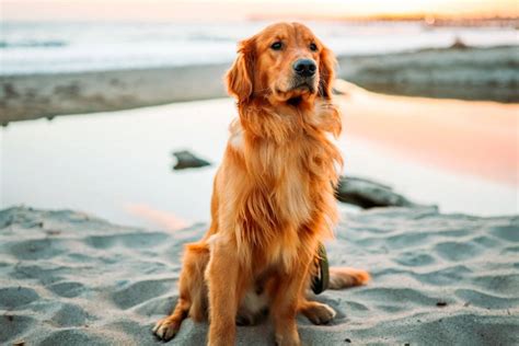 5 Características Marcantes De Cães Da Raça Golden Retriever Metro