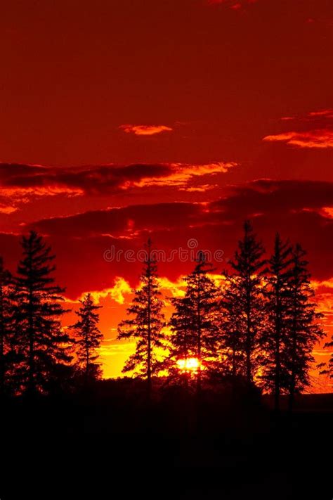Sunset Pine Trees Stock Photo Image Of Beautiful Pine 21214054