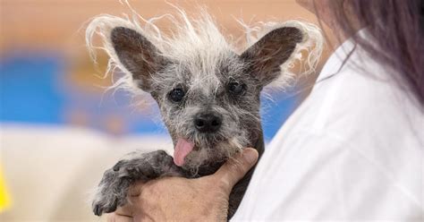2023 Worlds Ugliest Dog Winner Scooter Shows Off His Inner Beauty On