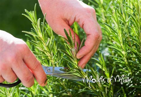 You can propagate the aromatic spice using cuttings. How to grow rosemary from a cutting - Mouths of Mums