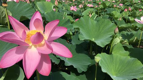 Kenilworth Aquatic Gardens Adventures In Dc