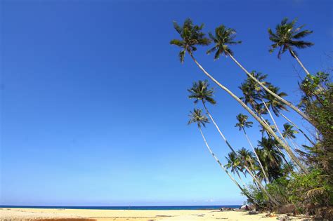 Coconut Tree On The Beach During Daytime · Free Stock Photo