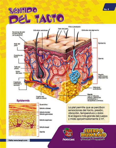 El Tacto Hago Mi Tarea