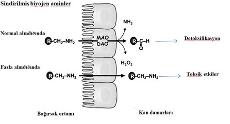 The amines are transmitted locally or via the blood system. Catabolism of biogenic amines by oxidation mechanism in the human... | Download Scientific Diagram