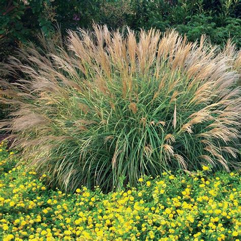 Miscanthus sinensis 'little miss', also known as maiden grass, this perennial grass features narrow foliage which emerges green in spring developing carmine and purple tones from may with strongest. Miscanthus sinensis Adagio - Baker's Nursery