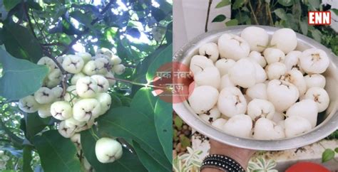 Maharashtra Farmer Started White Jamun Cultivation And Earnin