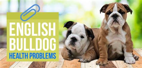 Information on the british bulldog including breed size, colours, temperament, health & more. English Bulldog Health Problems