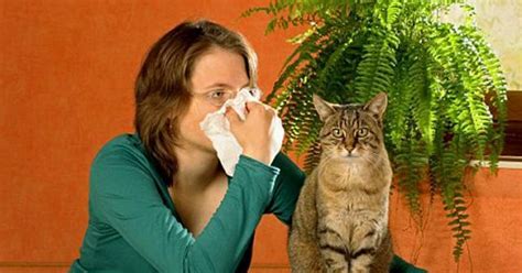 See more ideas about allergic to cats, cats, siberian cats for sale. Your Pet May Mean The World To You But You Need To Know ...