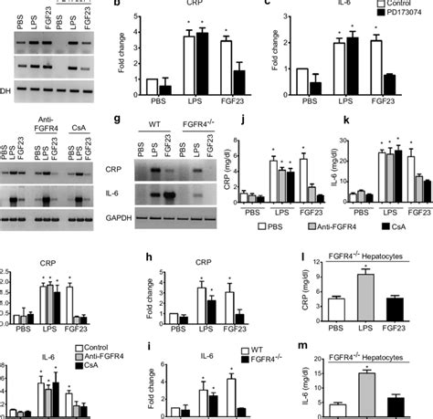 Fibroblast Growth Factor Fgf 23 Increases Expression And Secretion