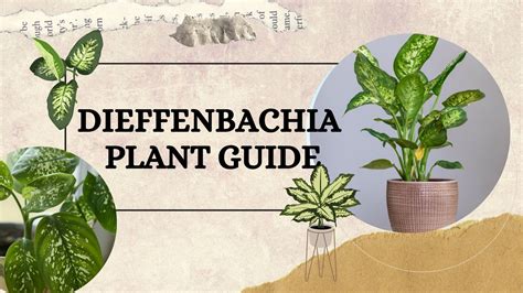 Dieffenbachia Plant Guide —