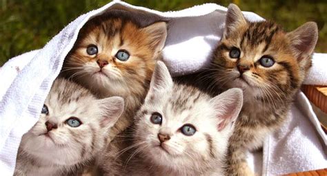 Kitten Facts Fun Facts About Baby Cats