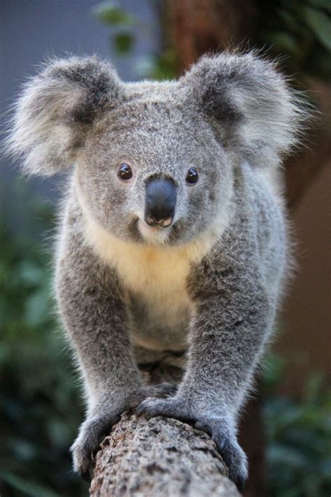 More Cute Koala Pics Way Cool Pictures