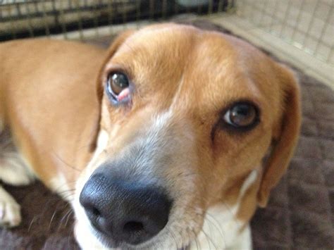 Beagle Bonded Dog Blog
