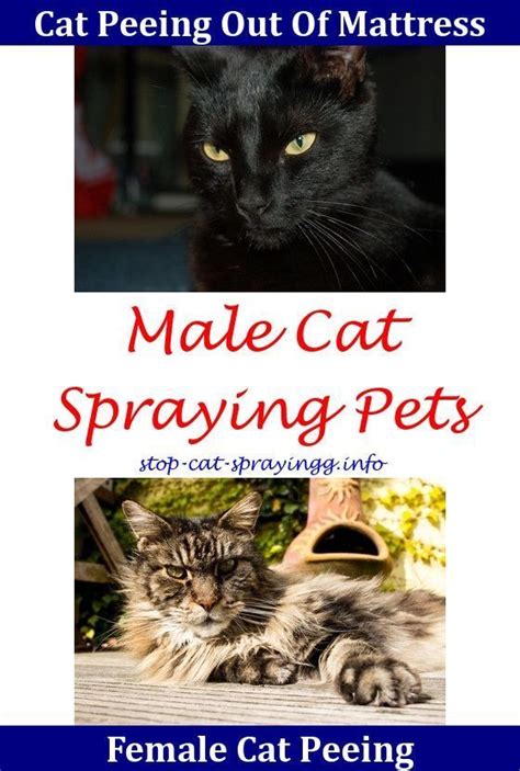 And it can be any time after 6. Why Does My Cat Still Spray After Being Neutered - CatWalls