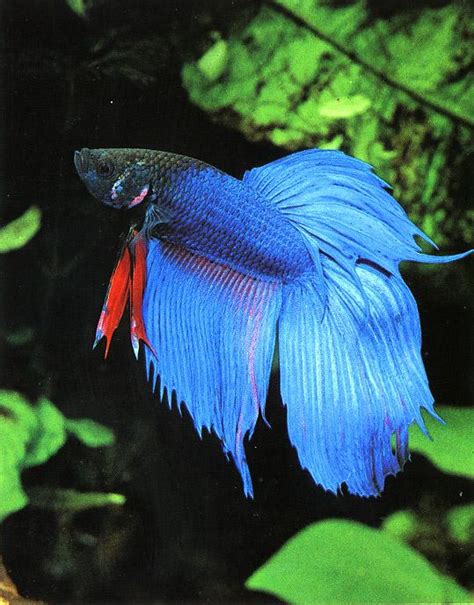 The siamese fighting fish (betta splendens), also known as the betta, is a freshwater fish native to thailand (formerly siam) and present in neighboring cambodia, laos, malaysia, indonesia. Siamese Fighting Fish | Animal Wildlife