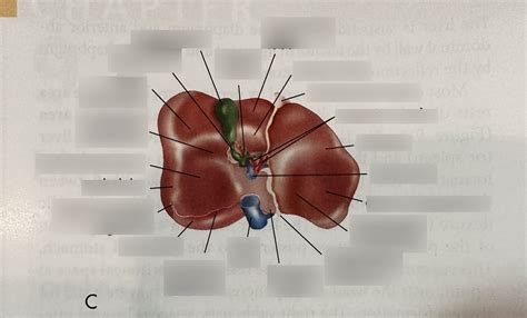 Inferior View Of The Visceral Surface Of The Liver Diagram Diagram Quizlet