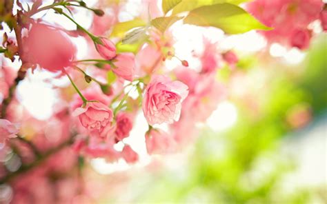 Free flower wallpapers and flower backgrounds for your computer desktop. Spring Flower Desktop Background ·① WallpaperTag
