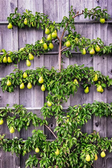How To Espalier Fruit Trees Fruit Tree Garden Espalier Fruit Trees
