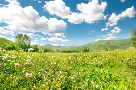 6237 Green Mountain Meadow Wildflowers Photos Free And Royalty Free