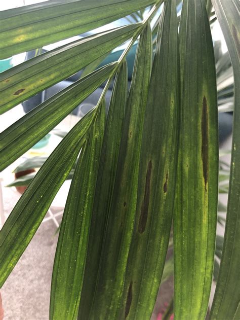 Indoor palm - leaves turning brown black — BBC Gardeners' World Magazine